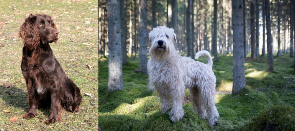 Soft-Coated Wheaten Terrier vs German Spaniel - Breed Comparison