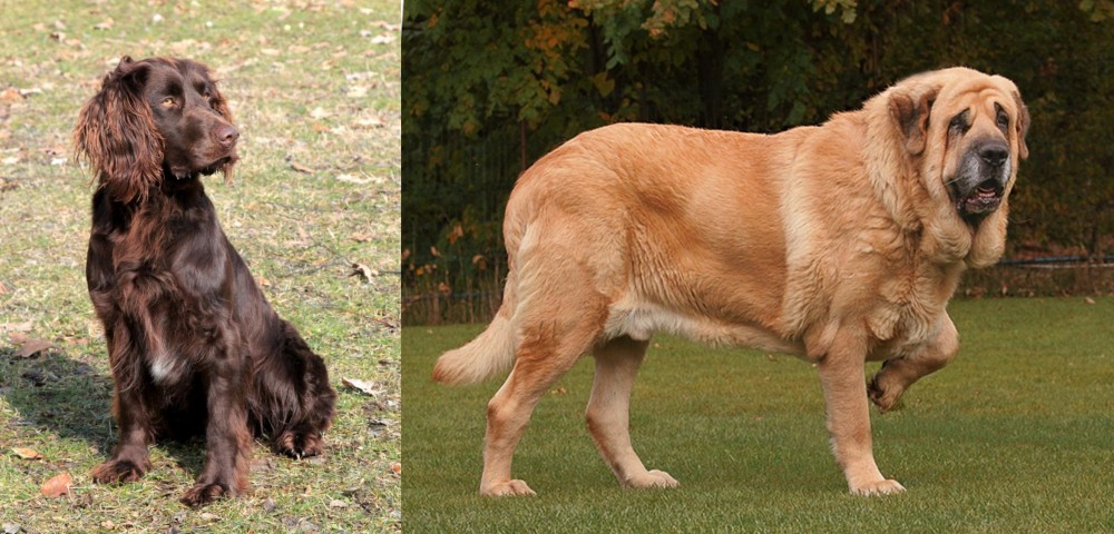 Spanish Mastiff vs German Spaniel - Breed Comparison