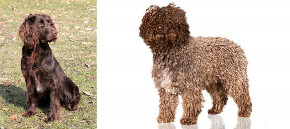 Spanish Water Dog vs German Spaniel - Breed Comparison