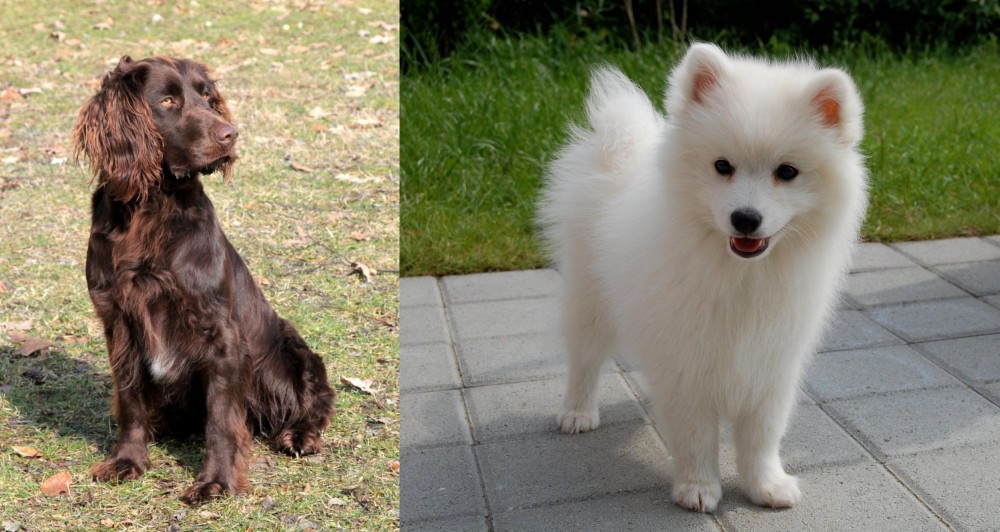 Spitz vs German Spaniel - Breed Comparison