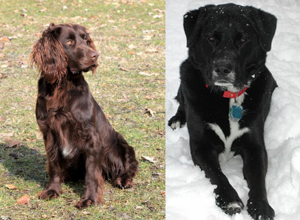 St. John's Water Dog vs German Spaniel - Breed Comparison