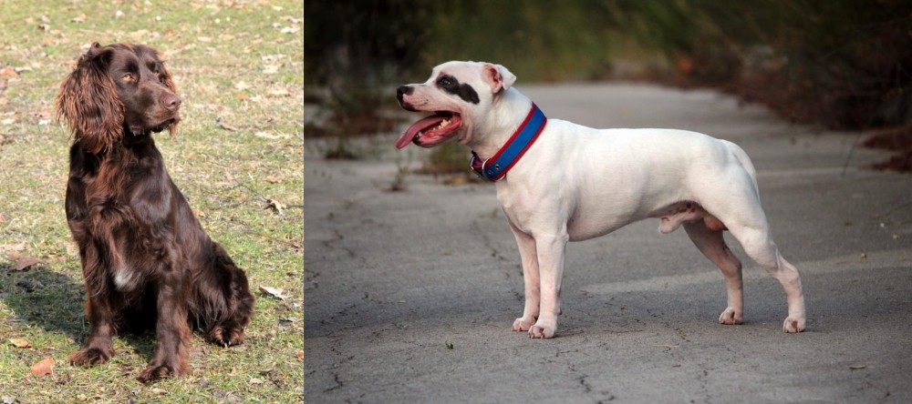 Staffordshire Bull Terrier vs German Spaniel - Breed Comparison