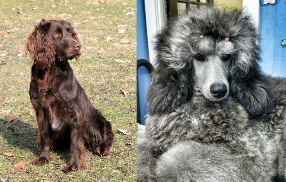Standard Poodle vs German Spaniel - Breed Comparison