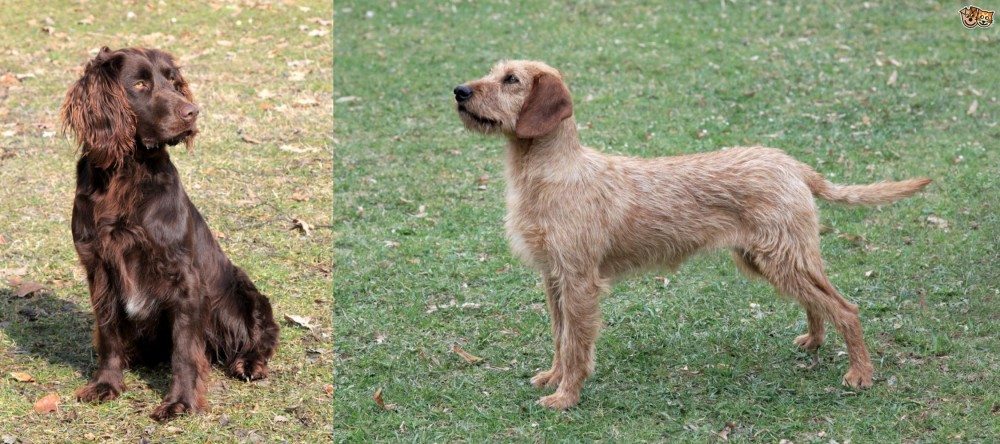 Styrian Coarse Haired Hound vs German Spaniel - Breed Comparison