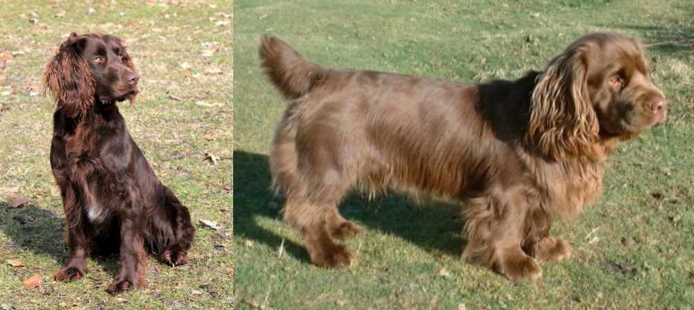 Sussex Spaniel vs German Spaniel - Breed Comparison