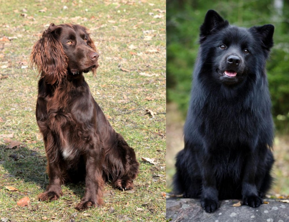 Swedish Lapphund vs German Spaniel - Breed Comparison