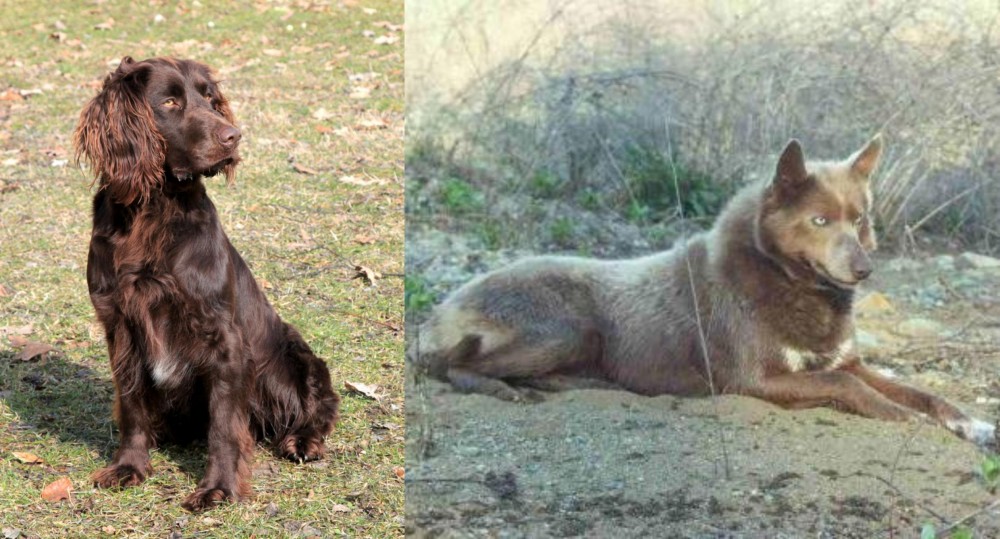 Tahltan Bear Dog vs German Spaniel - Breed Comparison