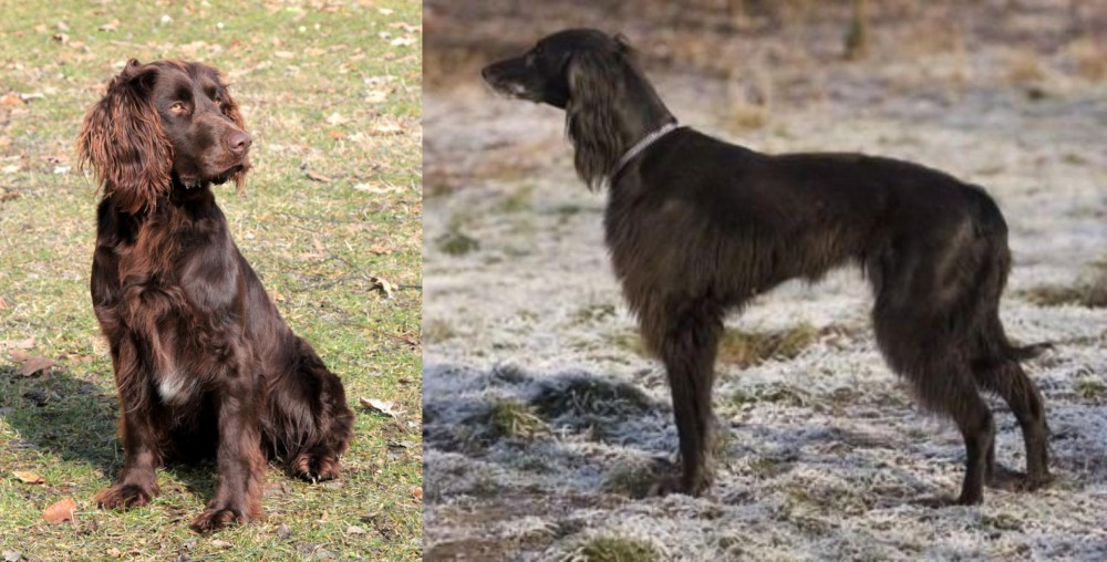 Taigan vs German Spaniel - Breed Comparison