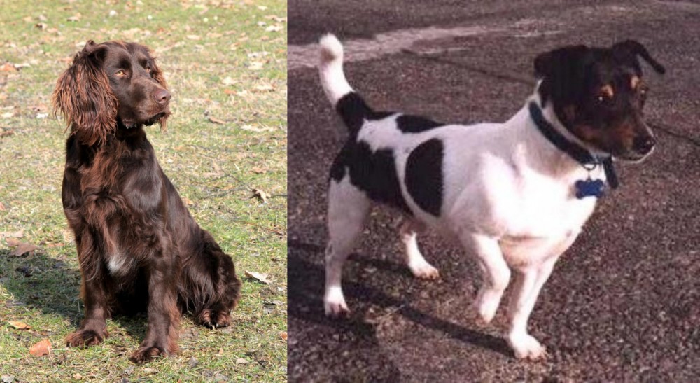 Teddy Roosevelt Terrier vs German Spaniel - Breed Comparison