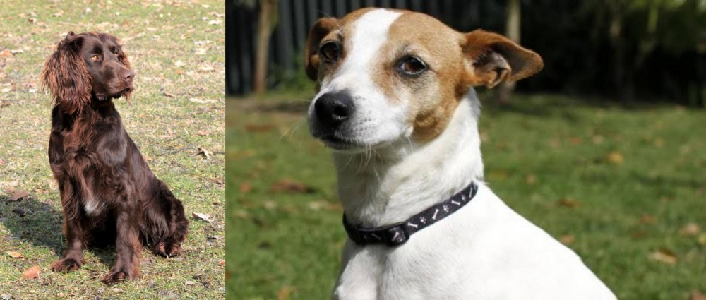 Tenterfield Terrier vs German Spaniel - Breed Comparison