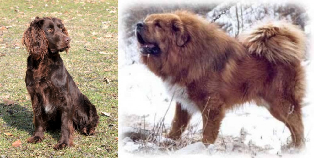 Tibetan Kyi Apso vs German Spaniel - Breed Comparison