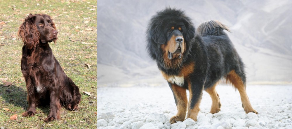 Tibetan Mastiff vs German Spaniel - Breed Comparison