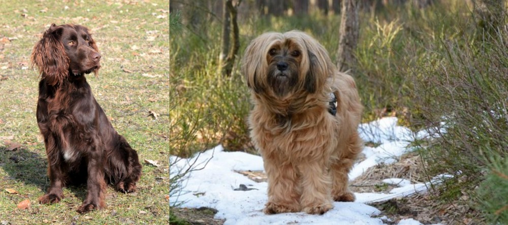 Tibetan Terrier vs German Spaniel - Breed Comparison
