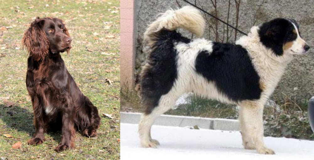 Tornjak vs German Spaniel - Breed Comparison