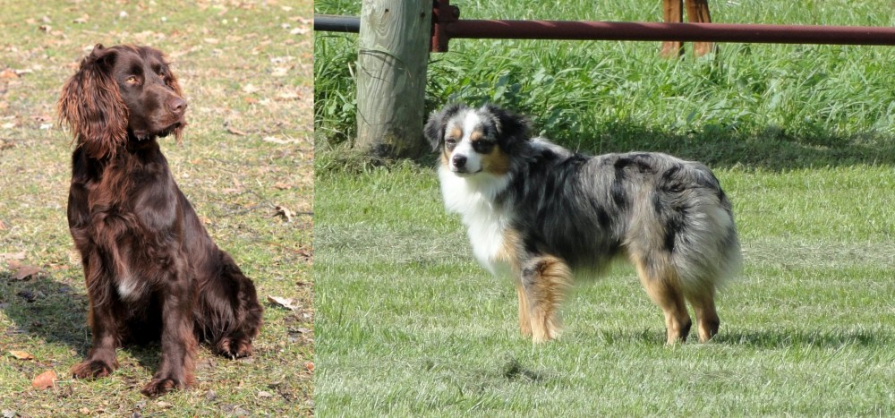 Toy Australian Shepherd vs German Spaniel - Breed Comparison