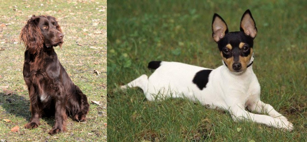 Toy Fox Terrier vs German Spaniel - Breed Comparison