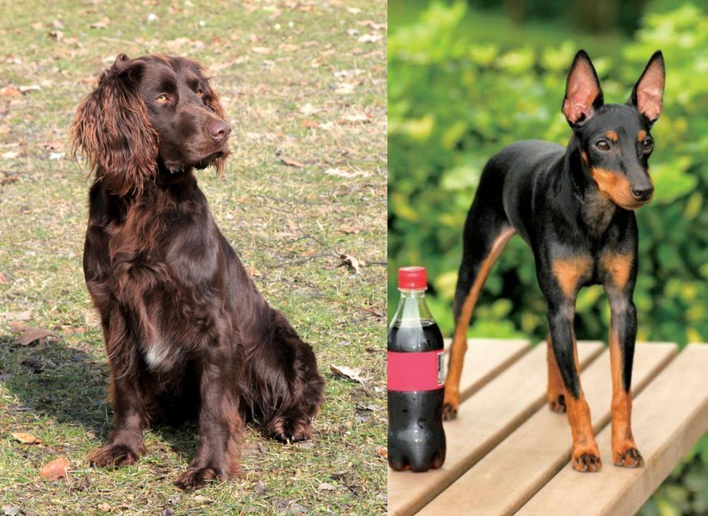 Toy Manchester Terrier vs German Spaniel - Breed Comparison