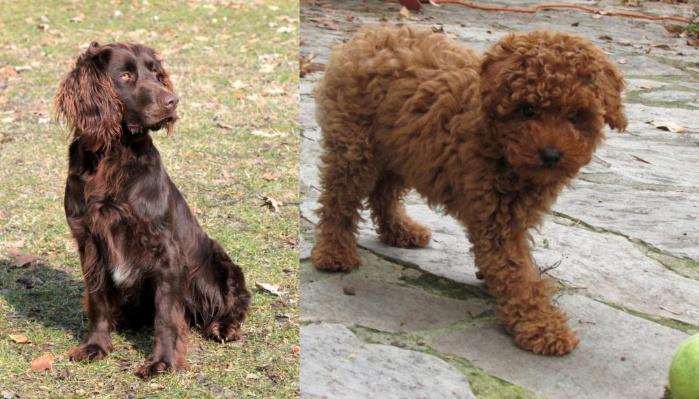 Toy Poodle vs German Spaniel - Breed Comparison