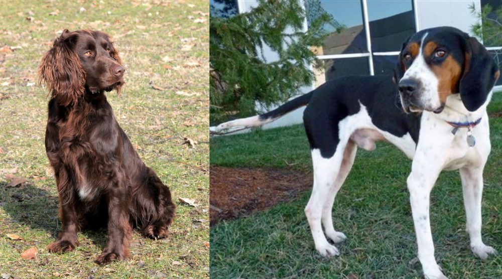 Treeing Walker Coonhound vs German Spaniel - Breed Comparison