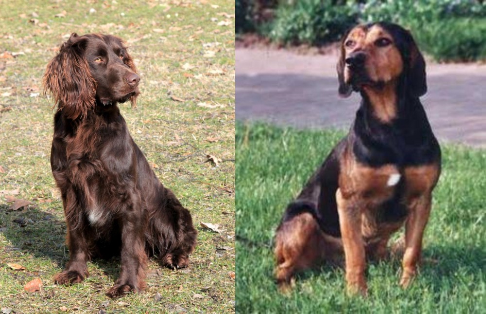 Tyrolean Hound vs German Spaniel - Breed Comparison