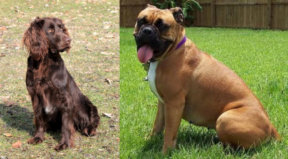 Valley Bulldog vs German Spaniel - Breed Comparison
