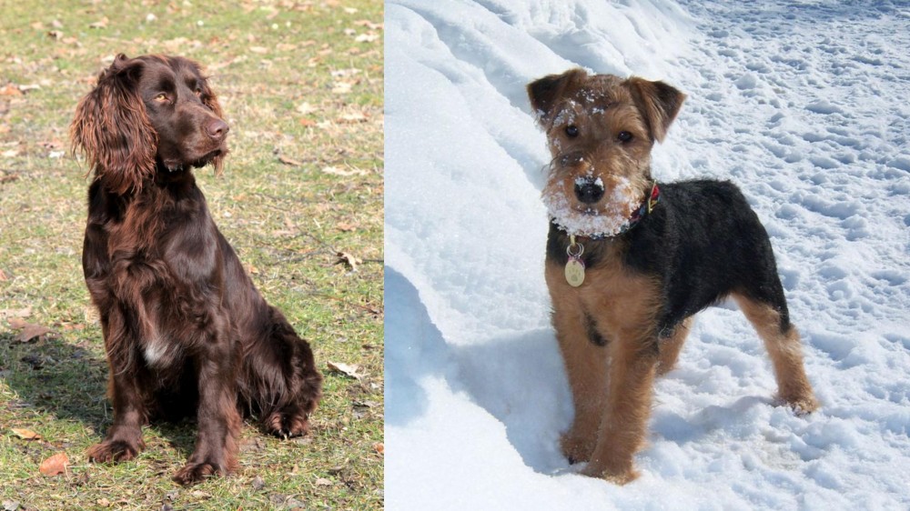 Welsh Terrier vs German Spaniel - Breed Comparison