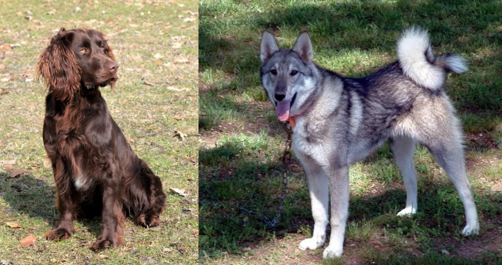 West Siberian Laika vs German Spaniel - Breed Comparison
