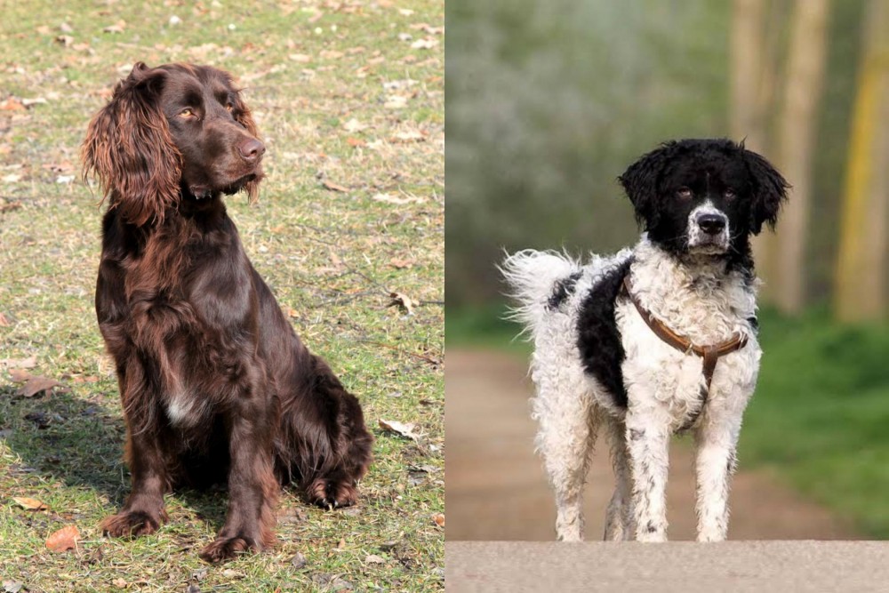 Wetterhoun vs German Spaniel - Breed Comparison