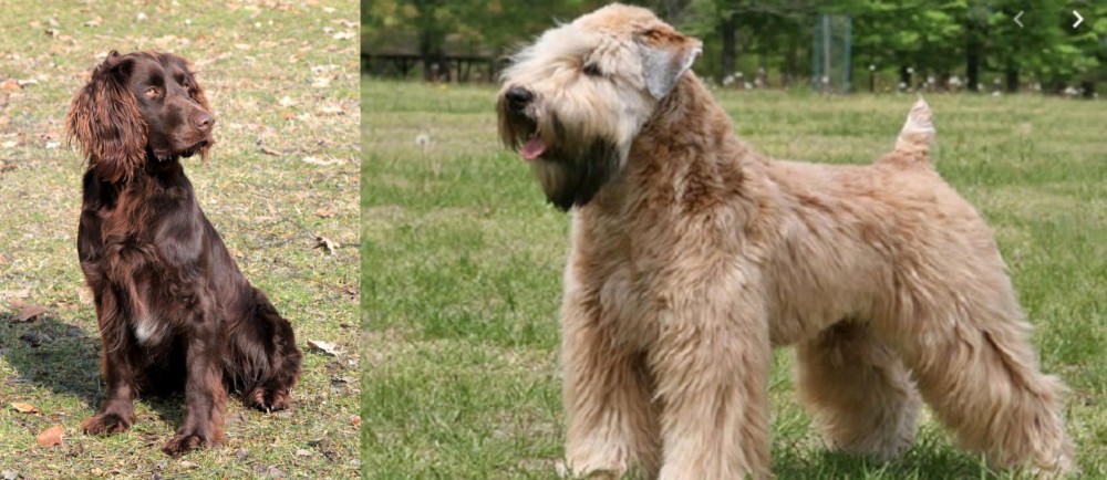 Wheaten Terrier vs German Spaniel - Breed Comparison