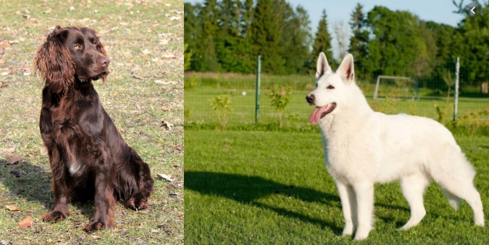 White Shepherd vs German Spaniel - Breed Comparison