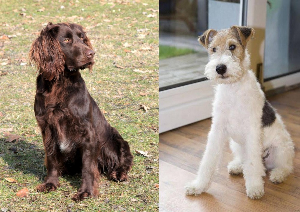 Wire Fox Terrier vs German Spaniel - Breed Comparison