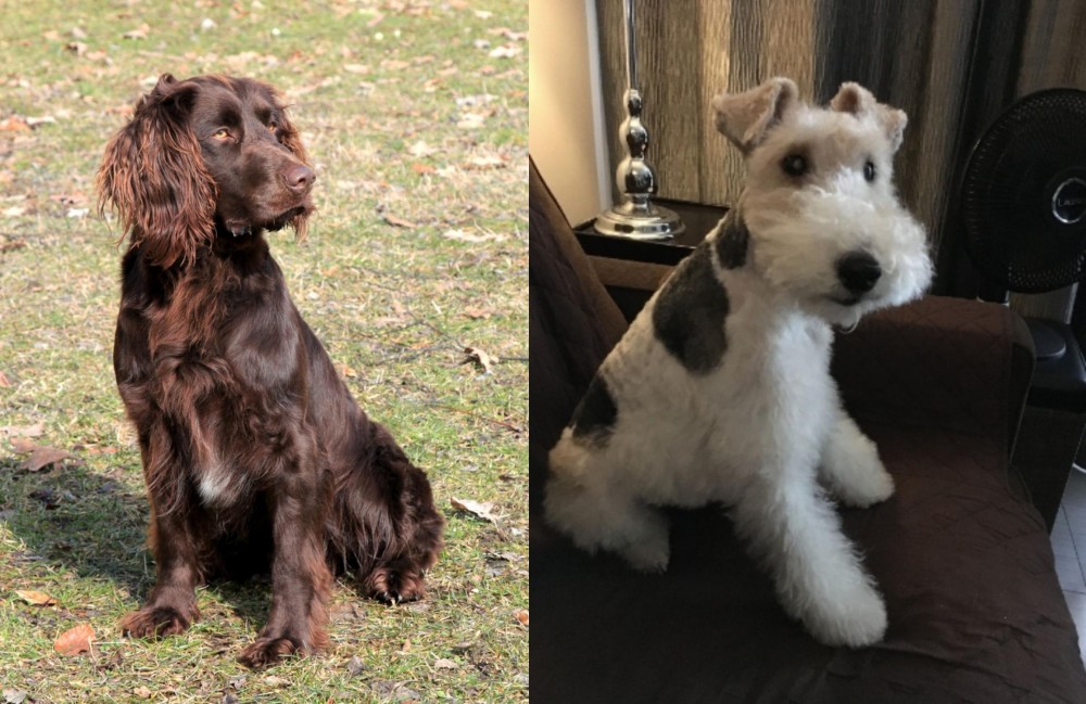Wire Haired Fox Terrier vs German Spaniel - Breed Comparison