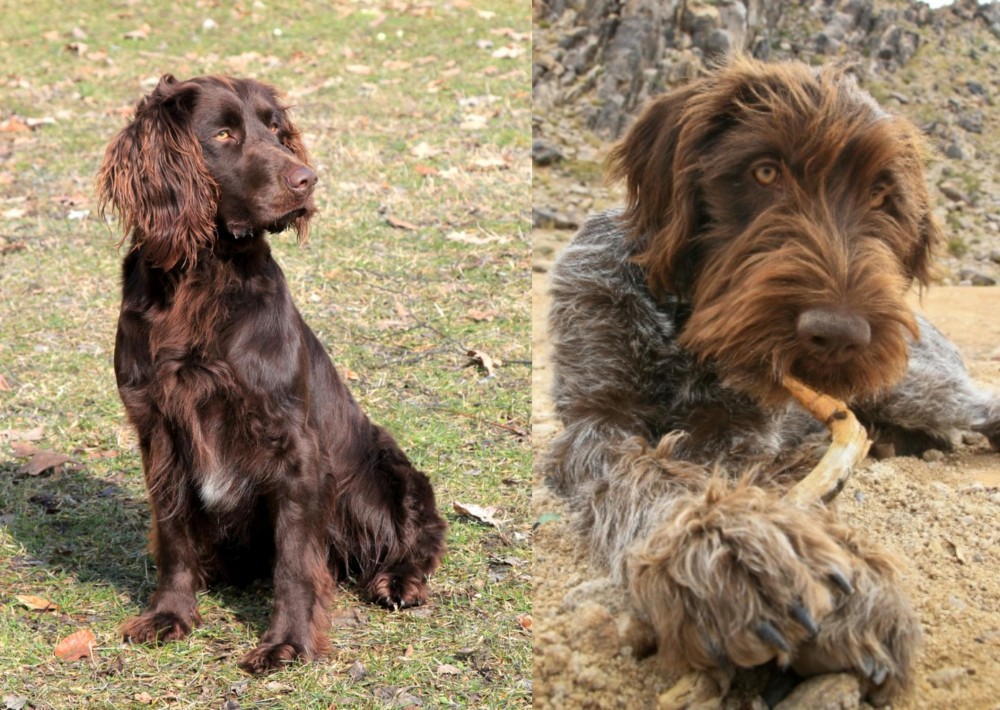 Wirehaired Pointing Griffon vs German Spaniel - Breed Comparison