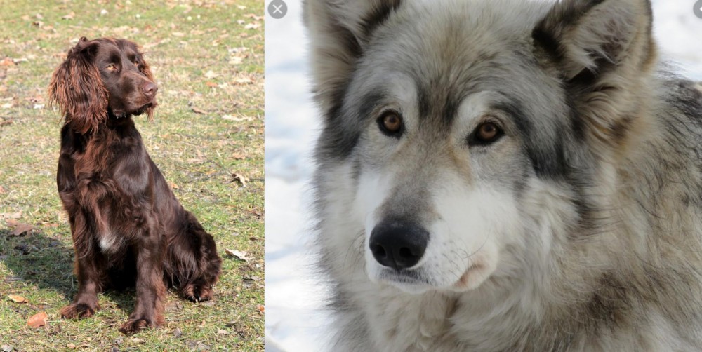 Wolfdog vs German Spaniel - Breed Comparison
