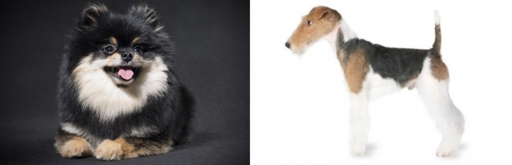 Fox Terrier vs German Spitz (Klein) - Breed Comparison