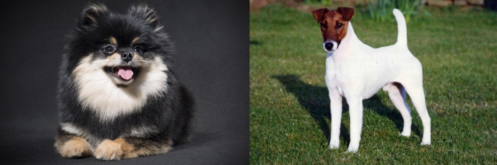 Fox Terrier (Smooth) vs German Spitz (Klein) - Breed Comparison