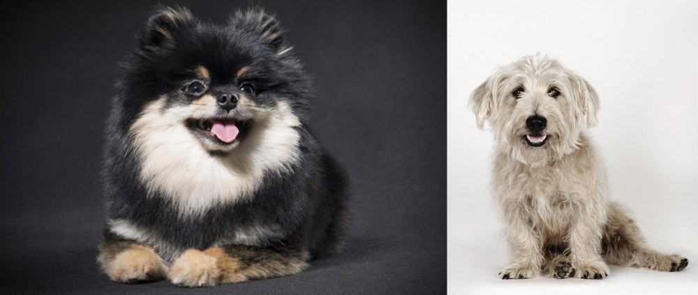 Glen of Imaal Terrier vs German Spitz (Klein) - Breed Comparison