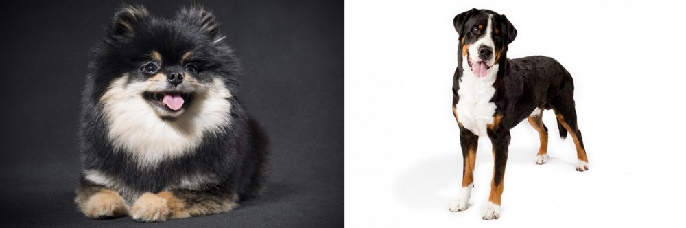 Greater Swiss Mountain Dog vs German Spitz (Klein) - Breed Comparison