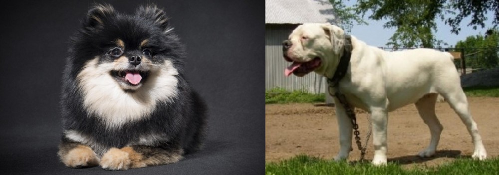 Hermes Bulldogge vs German Spitz (Klein) - Breed Comparison
