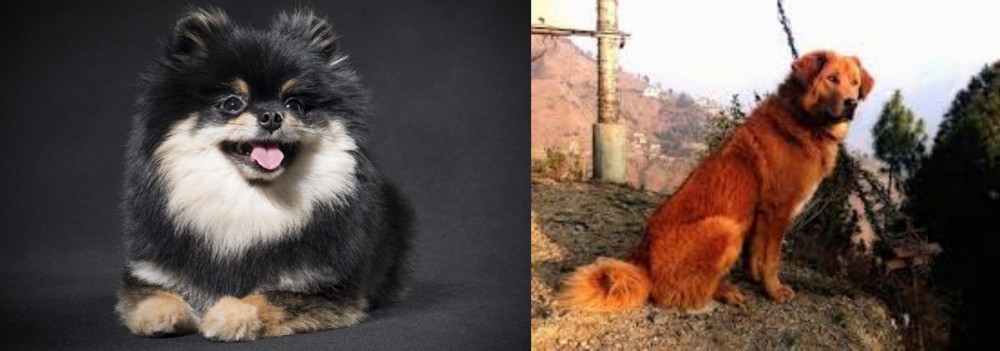 Himalayan Sheepdog vs German Spitz (Klein) - Breed Comparison