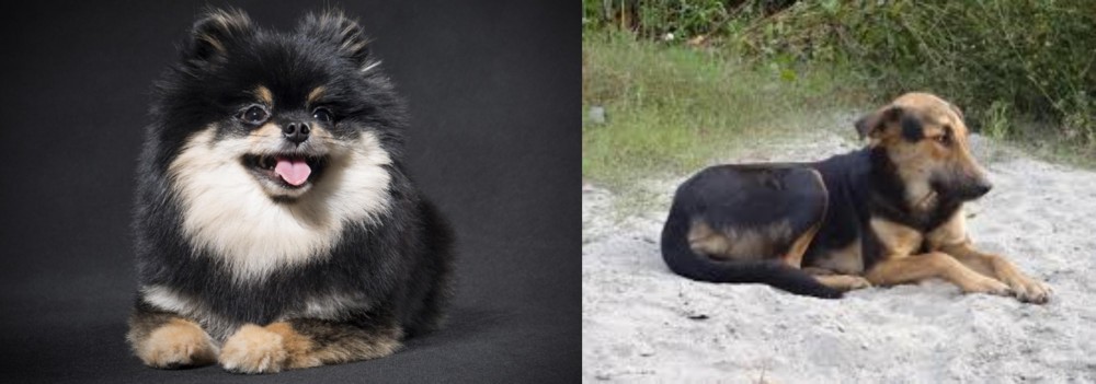 Indian Pariah Dog vs German Spitz (Klein) - Breed Comparison