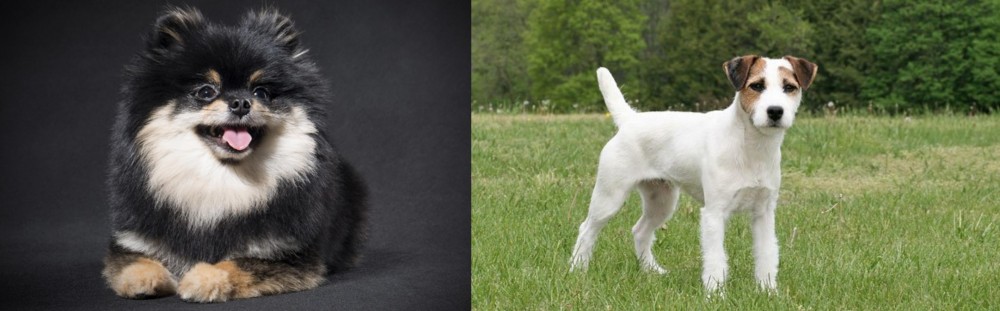 Jack Russell Terrier vs German Spitz (Klein) - Breed Comparison