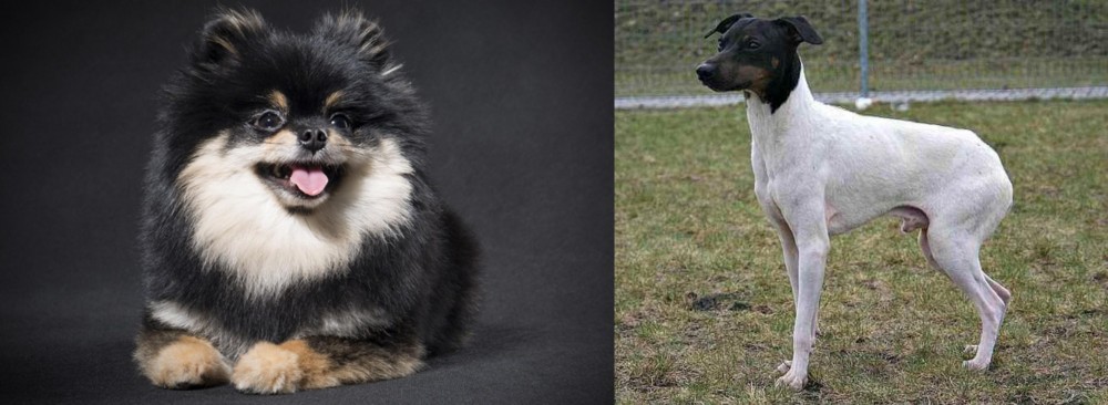 Japanese Terrier vs German Spitz (Klein) - Breed Comparison