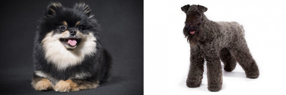 Kerry Blue Terrier vs German Spitz (Klein) - Breed Comparison