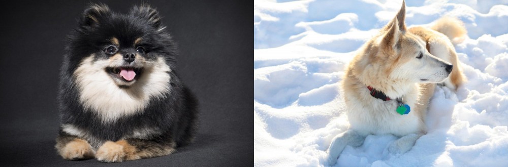 Labrador Husky vs German Spitz (Klein) - Breed Comparison