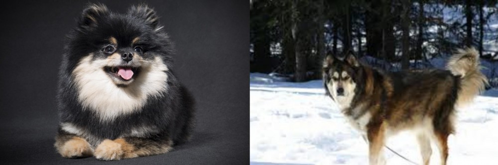 Mackenzie River Husky vs German Spitz (Klein) - Breed Comparison