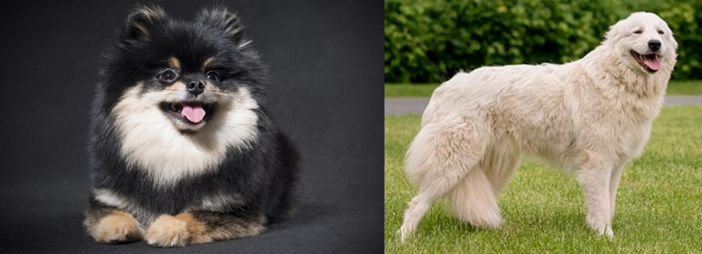 Maremma Sheepdog vs German Spitz (Klein) - Breed Comparison