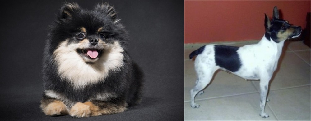 Miniature Fox Terrier vs German Spitz (Klein) - Breed Comparison
