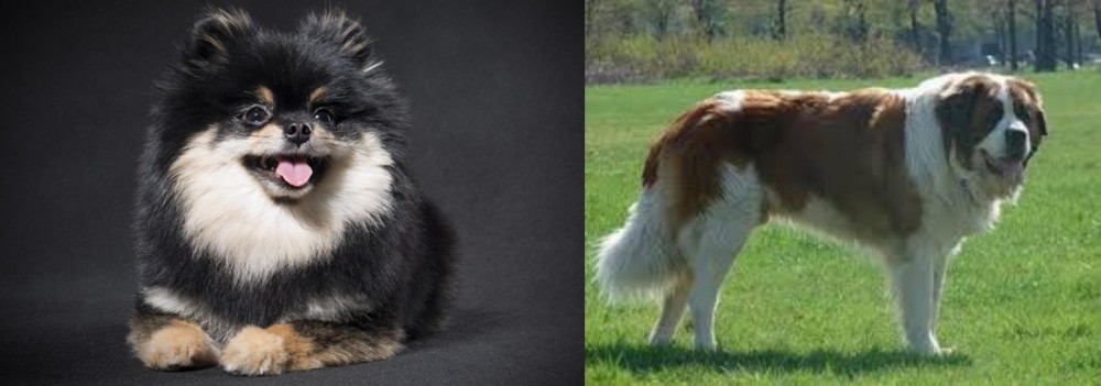 Moscow Watchdog vs German Spitz (Klein) - Breed Comparison
