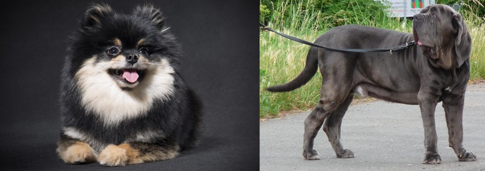 Neapolitan Mastiff vs German Spitz (Klein) - Breed Comparison